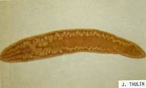 Image result for Hippoglossoides platessoides