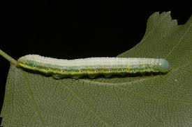 Attēlu rezultāti vaicājumam “Leucodonta bicoloria”