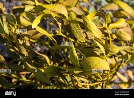 Attēlu rezultāti vaicājumam “Viscum album leaf”