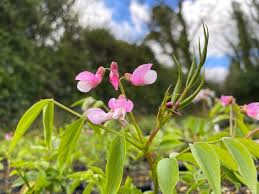 Attēlu rezultāti vaicājumam “Lathyrus vernus flower”