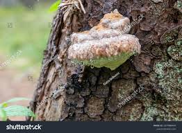 Attēlu rezultāti vaicājumam “Fomitopsis rosea”