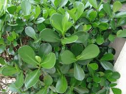 Attēlu rezultāti vaicājumam “Clusiaceae”