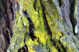 Attēlu rezultāti vaicājumam “Chrysothrix candelaris”