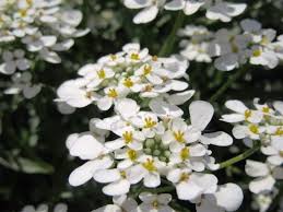 Image result for Iberis amara