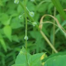 Attēlu rezultāti vaicājumam “Circaea lutetiana fruit”