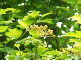 Attēlu rezultāti vaicājumam “Viburnum opulus bud”