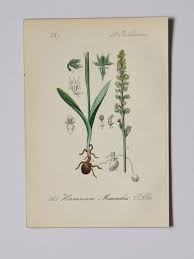 Attēlu rezultāti vaicājumam “Herminium monorchis flower”