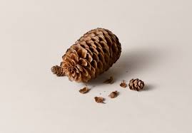 Attēlu rezultāti vaicājumam “Larix”