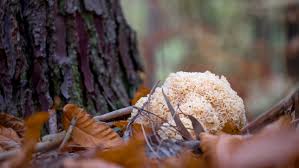 Attēlu rezultāti vaicājumam “Sparassis crispa”