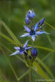Attēlu rezultāti vaicājumam “Swertia perennis flower”