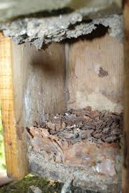 Attēlu rezultāti vaicājumam “Sitta europaea nest”