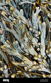 Attēlu rezultāti vaicājumam “Fucus vesiculosus”