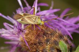 Attēlu rezultāti vaicājumam “Adelphocoris lineolatus imago”