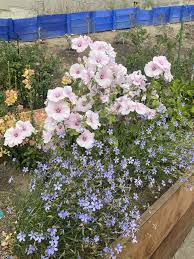 Image result for Lavatera trimestris