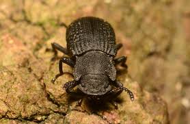 Attēlu rezultāti vaicājumam “Bolitophagus reticulatus imago”