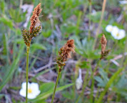 Attēlu rezultāti vaicājumam “xComagaria rosea”