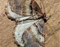 Attēlu rezultāti vaicājumam “Earophila badiata”