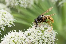 Attēlu rezultāti vaicājumam “Temnostoma vespiforme”