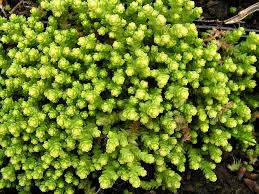 Image result for Sedum acre