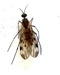 Attēlu rezultāti vaicājumam “Sylvicola sp.”