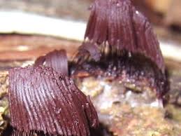 Attēlu rezultāti vaicājumam “Stemonitidaceae”