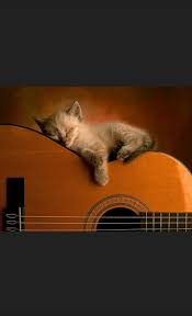 Image result for Cat sleeping in guitar