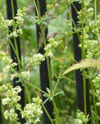 Attēlu rezultāti vaicājumam “Galium album flower”