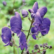 Image result for Aconitum napellus
