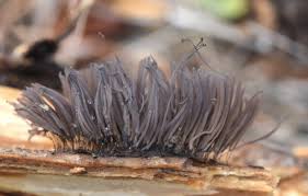 Attēlu rezultāti vaicājumam “Stemonitis lignicola spores”