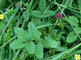 Attēlu rezultāti vaicājumam “Sanguisorba officinalis leaf”