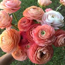 Attēlu rezultāti vaicājumam “Ranunculus elatior flower”