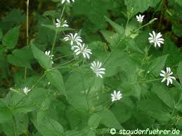 Attēlu rezultāti vaicājumam “Stellaria nemorum flower”