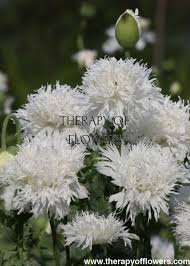 Image result for Papaver somniferum White Cloud