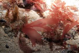 Attēlu rezultāti vaicājumam “Furcellaria lumbricalis”