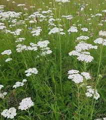 Image result for Achillea millefolium