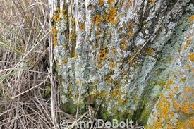 Attēlu rezultāti vaicājumam “Xanthoria fulva”