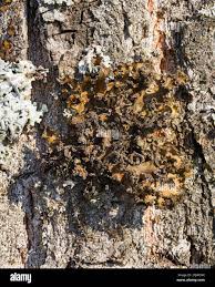 Attēlu rezultāti vaicājumam “Tuckermannopsis chlorophylla”