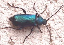 Attēlu rezultāti vaicājumam “Callidium violaceum”