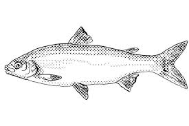 Image result for Coregonus clupeaformis