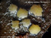 Attēlu rezultāti vaicājumam “Vibrissea decolorans”