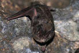 Attēlu rezultāti vaicājumam “Barbastella barbastellus”