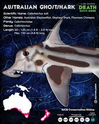 Image result for Scylliogaleus quecketti