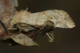 Attēlu rezultāti vaicājumam “Cosmia trapezina”