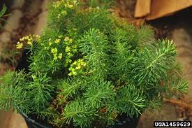 Attēlu rezultāti vaicājumam “Euphorbia cyparissias fruit”