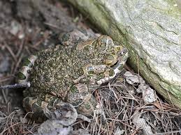 Attēlu rezultāti vaicājumam “Pseudepidalea viridis”