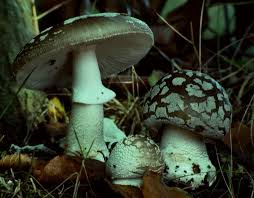 Attēlu rezultāti vaicājumam “Amanita excelsa”