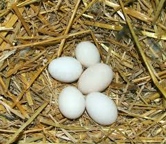 Attēlu rezultāti vaicājumam “Gallinago gallinago eggs”
