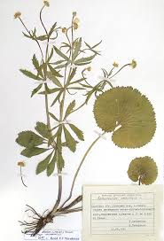 Attēlu rezultāti vaicājumam “Ranunculus elatior”