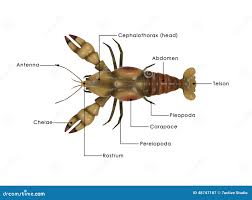 Attēlu rezultāti vaicājumam “Astacus astacus”