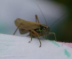 Attēlu rezultāti vaicājumam “Metrioptera roeselii”